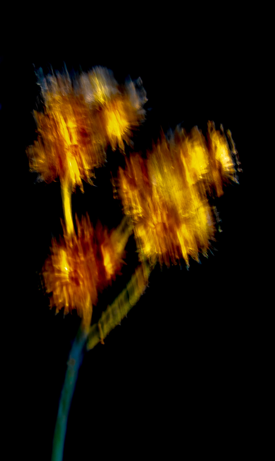 small spherical flowers trailed by camera movement
