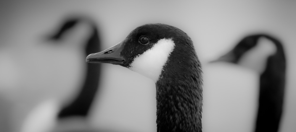 goose-three-center-soft