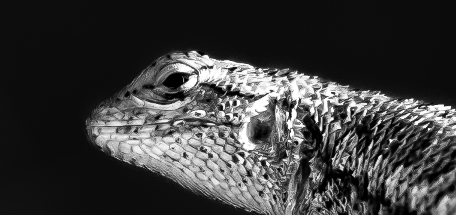 close up of lizard face from the side and he's looking at you in black and white